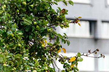 Wall Mural - wild Apple tree in the city on the background of a building