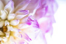 Macro Close Up Double Colored Dahlia Flower Background