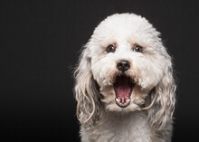 Dramatic Studio Headshot Of Shaggy White Dog Looking Surprised  With Big Open Mouth On Black Background