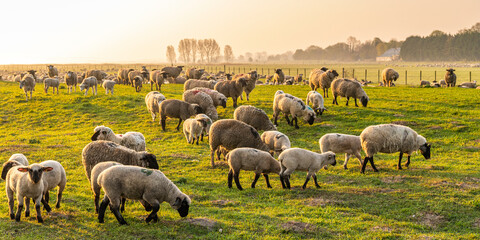 Wall Mural - Moutons de pré salés en baie de Somme