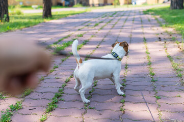 The dog pulls on its owner's leash. A man walks with a Jack Russell Terrier.