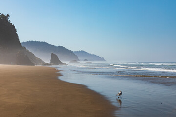 Wall Mural - Low fog hangs around Sea Stacks on a sandy beach along the Oregon coast. A Sea gull stands at the edge of the water.