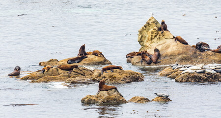 Wall Mural - Sea Lions and Harbor Seals resting on rocks surrounded by water