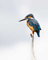 Wall Mural - male common kingfisher perched on a pale branch with blue cloudy sky in the background.