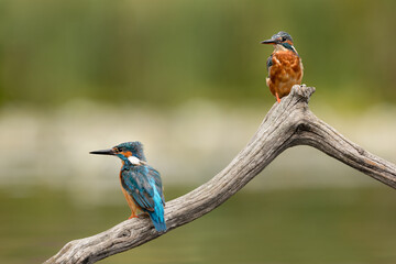 Wall Mural - Male and Female Common Kingfishers perched on branch with green background.  