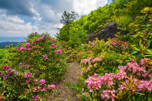 Flowers Blooming Along The Pathway On Blue Ridge Parkway. Summer Mountain  Scenery With Rhododendron And Mountain Laurel In Bloom.  Near Asheville, North Carolina, USA.