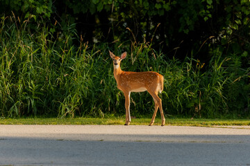 Poster - White tailed deer , fawns at the edge of the forest