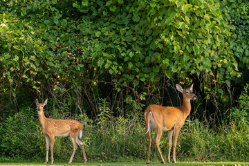 Wall Mural - white -tailed deer, fawn and hind at the edge of the forest