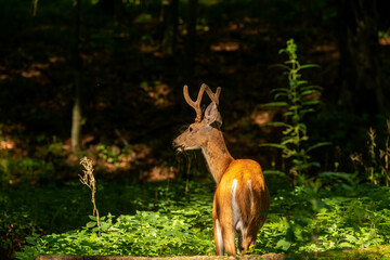 Wall Mural - Young white tailed deer with growing antlers in velvet.Natural scene from Wisconsin.