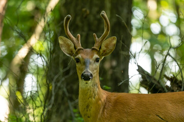 Wall Mural - Young white tailed deer with growing antlers in velvet.Natural scene from Wisconsin.