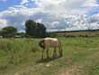 horse stands and eats grass on a meadow road