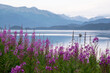 Fire weed plants framing a fishing boat at MacDonald Spit near Homer, Alaska