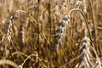 ears of wheat on a field 