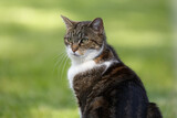 Fototapeta Mapy - Katze im Garten