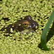 An American bullfrog (Lithobates catesbeianus), covered in mud, emerges from a layer of duckweed in a pool of water near Pinto Lake in California.