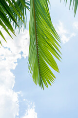 Wall Mural - palm tree isolated on white background