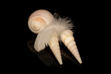 Sea Shells And A Feather Still Life Photo On A Black Background