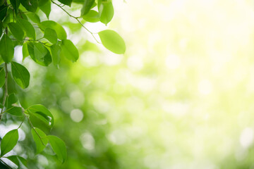 Wall Mural - Green leaf nature on blurred greenery background. Beautiful leaf texture in sunlight. Natural background. close-up of macro with copy space for text.