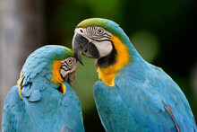 Kissing Parakeets Free Stock Photo - Public Domain Pictures