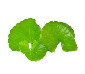 Centella asiatica isolated on white background