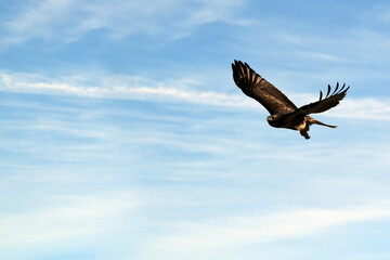  Hawk in Flight