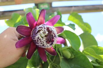 Wall Mural - passiflora in bloom