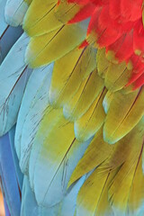 Canvas Print - a close up of macaw feathers