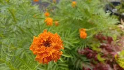 Naklejka na meble tagetes patula flowers or mexican flower or marigold flower family