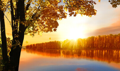Fototapete - Autumn tree near the river.Natural scenery. Beautiful autumn landscape with yellow trees. Fall foliage in colorful  forest. Falling leaves natural background