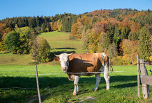 Milker Cow In Autumnal Hilly Landscape