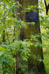 Rusty wet sign on a tree trunk in the forest.