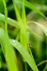 Wall Mural - Grasshopper on a green leaf of grass with dew.