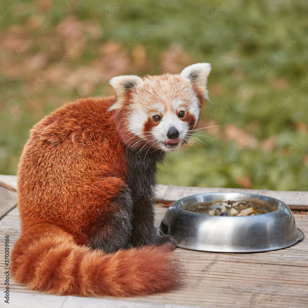 Cute little red panda eating in the zoo Stock Photo | Adobe Stock