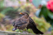 Blackbird On A Fence In A Garden With It's Young