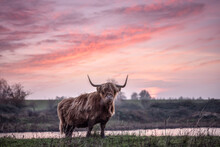 Highland Cattle With Big Horns Grazing At The Dintelse Gorzen In The Netherlands