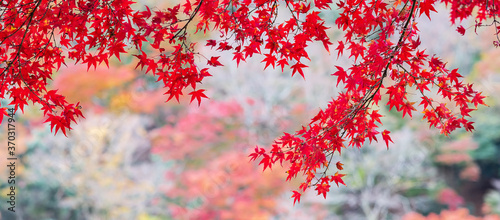 Cuadros en Lienzo red maple leaves in the garden with copy space for text, natural colorful backgr