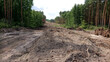 Przygotowanie terenu pod budowę nowej drogi - wylesianie.