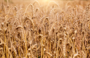 Wheat field. Ears of golden wheat close up. Beautiful landscape. Rich harvest concept.