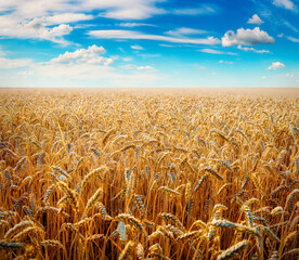 Wall Mural - beautiful wheat field