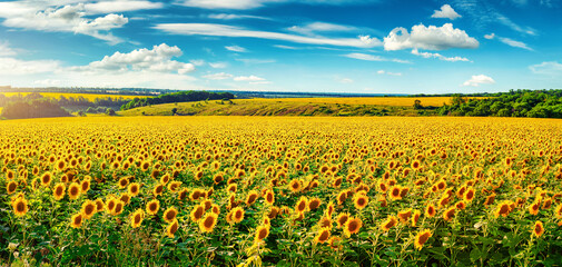 Wall Mural - blooming sunflower field