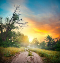 Wall Mural - road in forest