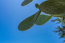 Green Cactus Against Blue Sky