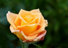 Blooming Yellow Rose With Dew Drops On Petals