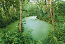 River In The Forest Against The Background Of Forest Trees