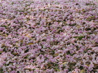 Thousands of pink flowers in the park