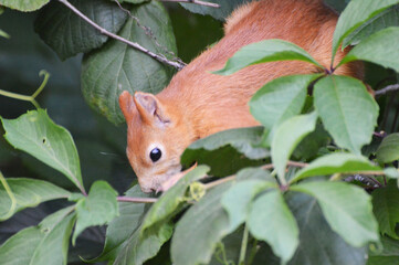 the squirrel goes down