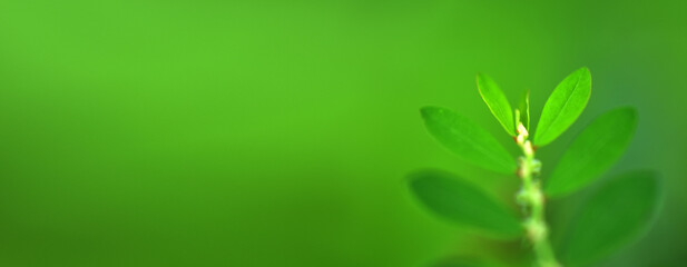 Abstract green leaf background, soft focus, sunny day, fresh spring field, natural textured wallpaper