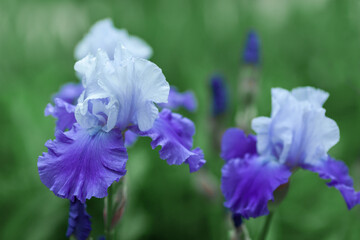 Wall Mural - Beautiful purple iris flowers grow in the garden.