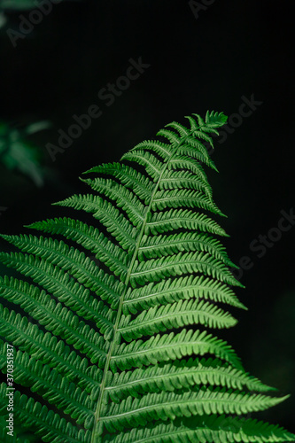 Beautiful fern leaves on a green background.