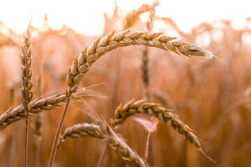 Wall Mural - wheat fields at sunset before harvest